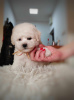 Photo №4. I will sell bichon frise in the city of Belgrade. breeder - price - negotiated