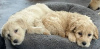 Photo №3. Beautiful Goldendoodle puppies. Ukraine