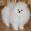 Photo №2 to announcement № 120045 for the sale of pomeranian - buy in Germany private announcement