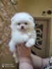 Photo №4. I will sell pomeranian in the city of Munich. private announcement - price - 380$