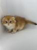 Photo №2 to announcement № 113927 for the sale of scottish fold - buy in Russian Federation breeder