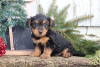 Photo №3.  Incredible Golddust Yorkshire Terriers. Germany