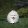 Photo №4. I will sell pomeranian in the city of Bremen. private announcement - price - 380$