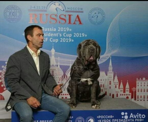 Photo №2 to announcement № 6031 for the sale of neapolitan mastiff - buy in Russian Federation breeder
