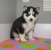 Photo №1. siberian husky - for sale in the city of Charlotte Amalie | 317$ | Announcement № 41039