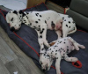 Photo №2 to announcement № 71901 for the sale of dalmatian dog - buy in Ireland private announcement