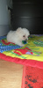 Photo №2 to announcement № 98599 for the sale of maltese dog - buy in Sweden private announcement