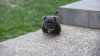 Photo №3. American micro bully puppies. Germany