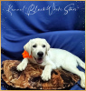 Photo №2 to announcement № 35417 for the sale of labrador retriever - buy in Sweden from nursery