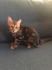 Photo №2 to announcement № 13813 for the sale of bengal cat - buy in Belarus private announcement