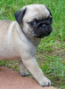 Photo №1. pug - for sale in the city of Арапайе | negotiated | Announcement № 18639