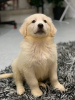 Photo №1. golden retriever - for sale in the city of Poznan | 416$ | Announcement № 30308