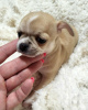 Additional photos: Chihuahua puppies