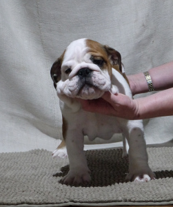 Photo №2 to announcement № 4527 for the sale of english bulldog - buy in Lithuania from nursery