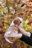 Photo №4. I will sell cavalier king charles spaniel in the city of Zürich. private announcement, from nursery - price - 1500$