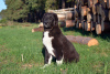 Additional photos: Puppy of the Central Asian Shepherd Dog / CAO / Alabai