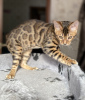 Photo №4. I will sell bengal cat in the city of Vologda. breeder - price - 260$