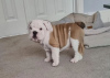 Photo №1. english bulldog - for sale in the city of Leverkusen | negotiated | Announcement № 43168