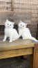 Photo №1. turkish angora - for sale in the city of Brussels | 264$ | Announcement № 116710