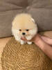 Photo №1. pomeranian - for sale in the city of Гамбург | 740$ | Announcement № 110361