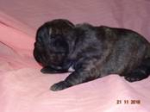 Photo №2 to announcement № 337 for the sale of french bulldog - buy in Belarus private announcement