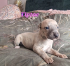 Additional photos: Beautiful KC registered whippet puppies