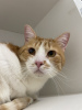 Additional photos: Charming red cat Bonechka is looking for a home and a loving family!