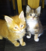 Photo №1. maine coon - for sale in the city of Berlin | 486$ | Announcement № 77788