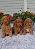 Photo №1. poodle (toy) - for sale in the city of Zrenjanin | negotiated | Announcement № 106967