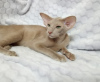 Photo №1. oriental shorthair - for sale in the city of Tyumen | 3254$ | Announcement № 1552
