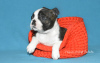 Photo №1. boston terrier - for sale in the city of St. Petersburg | 966$ | Announcement № 2893