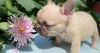 Photo №3. Healthy Frenchbulldog pups for sale. United States