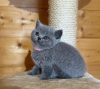 Photo №1. british shorthair - for sale in the city of Vienna | negotiated | Announcement № 74463