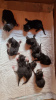 Photo №2 to announcement № 11209 for the sale of maine coon - buy in Ukraine private announcement, from nursery