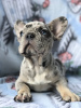 Photo №1. french bulldog - for sale in the city of Warsaw | 2880$ | Announcement № 12807