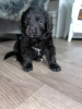 Photo №2 to announcement № 13381 for the sale of newfoundland dog - buy in Sweden private announcement