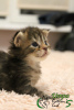 Photo №4. I will sell maine coon in the city of St. Petersburg. private announcement, from nursery, breeder - price - 477$
