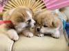 Photo №2 to announcement № 10925 for the sale of akita - buy in Russian Federation breeder