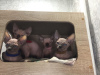 Photo №1. sphynx-katze - for sale in the city of Khabarovsk | negotiated | Announcement № 28538