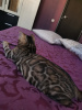 Photo №2 to announcement № 7661 for the sale of bengal cat - buy in Belarus from nursery
