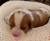 Additional photos: Cavalier Kings Charles Spaniel Puppies