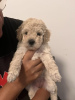 Photo №4. I will sell poodle (toy) in the city of Belgrade. breeder - price - negotiated