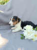 Photo №4. I will sell jack russell terrier in the city of Krapkowice. breeder - price - negotiated