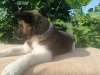 Photo №2 to announcement № 11234 for the sale of american akita - buy in Russian Federation breeder