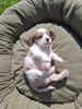 Additional photos: Perfect purebred Cavalier King Charles Spaniel puppies.