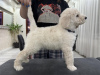 Photo №2 to announcement № 95414 for the sale of poodle (royal) - buy in Serbia 