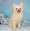 Photo №1. pomeranian - for sale in the city of Минеральные Воды | 540$ | Announcement № 11261