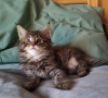 Photo №2 to announcement № 109189 for the sale of maine coon - buy in Netherlands private announcement