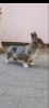 Photo №1. welsh corgi - for sale in the city of Афины | 528$ | Announcement № 65259