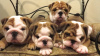Photo №3. KC registered English bulldog puppies. Puerto Rico